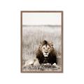Picture of Lion Stare _GroupedProduct_Rectangle_Portrait_Photography _GroupedProduct_Rectangle_Portrait_Framed_Matted_
