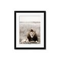 Picture of Lion Stare _GroupedProduct_Rectangle_Portrait_Photography _GroupedProduct_Rectangle_Portrait_Framed_Matted_