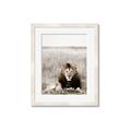 Picture of Lion Stare _GroupedProduct_Rectangle_Portrait_Photography _GroupedProduct_Rectangle_Portrait_Framed_Matted_
