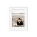 Picture of Lion Stare _GroupedProduct_Rectangle_Portrait_Photography _GroupedProduct_Rectangle_Portrait_Framed_Matted_