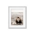 Picture of Lion Stare _GroupedProduct_Rectangle_Portrait_Photography _GroupedProduct_Rectangle_Portrait_Framed_Matted_