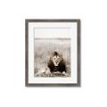 Picture of Lion Stare _GroupedProduct_Rectangle_Portrait_Photography _GroupedProduct_Rectangle_Portrait_Framed_Matted_
