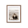 Picture of Lion Stare _GroupedProduct_Rectangle_Portrait_Photography _GroupedProduct_Rectangle_Portrait_Framed_Matted_