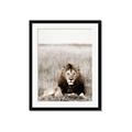 Picture of Lion Stare _GroupedProduct_Rectangle_Portrait_Photography _GroupedProduct_Rectangle_Portrait_Framed_Matted_