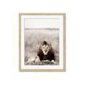 Picture of Lion Stare _GroupedProduct_Rectangle_Portrait_Photography _GroupedProduct_Rectangle_Portrait_Framed_Matted_