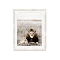Picture of Lion Stare _GroupedProduct_Rectangle_Portrait_Photography _GroupedProduct_Rectangle_Portrait_Framed_Matted_