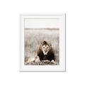 Picture of Lion Stare _GroupedProduct_Rectangle_Portrait_Photography _GroupedProduct_Rectangle_Portrait_Framed_Matted_