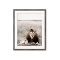 Picture of Lion Stare _GroupedProduct_Rectangle_Portrait_Photography _GroupedProduct_Rectangle_Portrait_Framed_Matted_