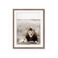 Picture of Lion Stare _GroupedProduct_Rectangle_Portrait_Photography _GroupedProduct_Rectangle_Portrait_Framed_Matted_