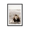 Picture of Lion Stare _GroupedProduct_Rectangle_Portrait_Photography _GroupedProduct_Rectangle_Portrait_Framed_Matted_