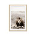 Picture of Lion Stare _GroupedProduct_Rectangle_Portrait_Photography _GroupedProduct_Rectangle_Portrait_Framed_Matted_