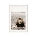 Picture of Lion Stare _GroupedProduct_Rectangle_Portrait_Photography _GroupedProduct_Rectangle_Portrait_Framed_Matted_