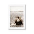 Picture of Lion Stare _GroupedProduct_Rectangle_Portrait_Photography _GroupedProduct_Rectangle_Portrait_Framed_Matted_