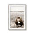 Picture of Lion Stare _GroupedProduct_Rectangle_Portrait_Photography _GroupedProduct_Rectangle_Portrait_Framed_Matted_