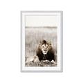 Picture of Lion Stare _GroupedProduct_Rectangle_Portrait_Photography _GroupedProduct_Rectangle_Portrait_Framed_Matted_