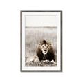 Picture of Lion Stare _GroupedProduct_Rectangle_Portrait_Photography _GroupedProduct_Rectangle_Portrait_Framed_Matted_