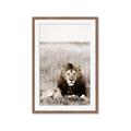 Picture of Lion Stare _GroupedProduct_Rectangle_Portrait_Photography _GroupedProduct_Rectangle_Portrait_Framed_Matted_