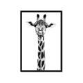 Picture of Long Neck II _GroupedProduct_Rectangle_Portrait_Photography _GroupedProduct_Rectangle_Portrait_Framed_Matted_