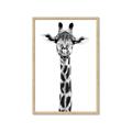 Picture of Long Neck II _GroupedProduct_Rectangle_Portrait_Photography _GroupedProduct_Rectangle_Portrait_Framed_Matted_