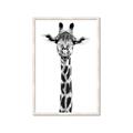 Picture of Long Neck II _GroupedProduct_Rectangle_Portrait_Photography _GroupedProduct_Rectangle_Portrait_Framed_Matted_