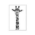 Picture of Long Neck II _GroupedProduct_Rectangle_Portrait_Photography _GroupedProduct_Rectangle_Portrait_Framed_Matted_