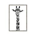 Picture of Long Neck II _GroupedProduct_Rectangle_Portrait_Photography _GroupedProduct_Rectangle_Portrait_Framed_Matted_