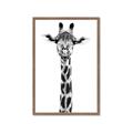 Picture of Long Neck II _GroupedProduct_Rectangle_Portrait_Photography _GroupedProduct_Rectangle_Portrait_Framed_Matted_