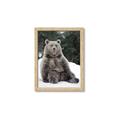 Picture of Snowy Bear _GroupedProduct_Rectangle_Portrait_Photography _GroupedProduct_Rectangle_Portrait_Framed_Matted_