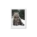 Picture of Snowy Bear _GroupedProduct_Rectangle_Portrait_Photography _GroupedProduct_Rectangle_Portrait_Framed_Matted_