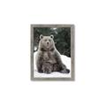 Picture of Snowy Bear _GroupedProduct_Rectangle_Portrait_Photography _GroupedProduct_Rectangle_Portrait_Framed_Matted_