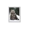 Picture of Snowy Bear _GroupedProduct_Rectangle_Portrait_Photography _GroupedProduct_Rectangle_Portrait_Framed_Matted_