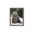 Picture of Snowy Bear _GroupedProduct_Rectangle_Portrait_Photography _GroupedProduct_Rectangle_Portrait_Framed_Matted_