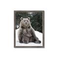 Picture of Snowy Bear _GroupedProduct_Rectangle_Portrait_Photography _GroupedProduct_Rectangle_Portrait_Framed_Matted_