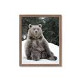 Picture of Snowy Bear _GroupedProduct_Rectangle_Portrait_Photography _GroupedProduct_Rectangle_Portrait_Framed_Matted_