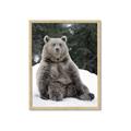 Picture of Snowy Bear _GroupedProduct_Rectangle_Portrait_Photography _GroupedProduct_Rectangle_Portrait_Framed_Matted_