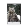 Picture of Snowy Bear _GroupedProduct_Rectangle_Portrait_Photography _GroupedProduct_Rectangle_Portrait_Framed_Matted_
