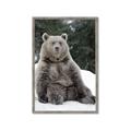 Picture of Snowy Bear _GroupedProduct_Rectangle_Portrait_Photography _GroupedProduct_Rectangle_Portrait_Framed_Matted_