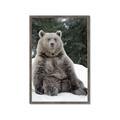 Picture of Snowy Bear _GroupedProduct_Rectangle_Portrait_Photography _GroupedProduct_Rectangle_Portrait_Framed_Matted_