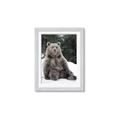 Picture of Snowy Bear _GroupedProduct_Rectangle_Portrait_Photography _GroupedProduct_Rectangle_Portrait_Framed_Matted_