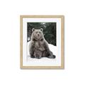 Picture of Snowy Bear _GroupedProduct_Rectangle_Portrait_Photography _GroupedProduct_Rectangle_Portrait_Framed_Matted_