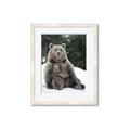 Picture of Snowy Bear _GroupedProduct_Rectangle_Portrait_Photography _GroupedProduct_Rectangle_Portrait_Framed_Matted_