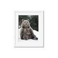 Picture of Snowy Bear _GroupedProduct_Rectangle_Portrait_Photography _GroupedProduct_Rectangle_Portrait_Framed_Matted_