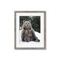 Picture of Snowy Bear _GroupedProduct_Rectangle_Portrait_Photography _GroupedProduct_Rectangle_Portrait_Framed_Matted_