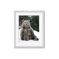 Picture of Snowy Bear _GroupedProduct_Rectangle_Portrait_Photography _GroupedProduct_Rectangle_Portrait_Framed_Matted_