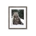 Picture of Snowy Bear _GroupedProduct_Rectangle_Portrait_Photography _GroupedProduct_Rectangle_Portrait_Framed_Matted_