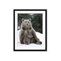 Picture of Snowy Bear _GroupedProduct_Rectangle_Portrait_Photography _GroupedProduct_Rectangle_Portrait_Framed_Matted_