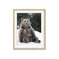 Picture of Snowy Bear _GroupedProduct_Rectangle_Portrait_Photography _GroupedProduct_Rectangle_Portrait_Framed_Matted_