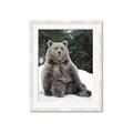 Picture of Snowy Bear _GroupedProduct_Rectangle_Portrait_Photography _GroupedProduct_Rectangle_Portrait_Framed_Matted_