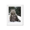 Picture of Snowy Bear _GroupedProduct_Rectangle_Portrait_Photography _GroupedProduct_Rectangle_Portrait_Framed_Matted_