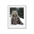 Picture of Snowy Bear _GroupedProduct_Rectangle_Portrait_Photography _GroupedProduct_Rectangle_Portrait_Framed_Matted_